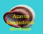 Acavus haemastoma aliostoma, Westerlund 1887