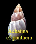 Achatina cf. panthera, Ferussac 1821