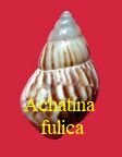 Achatina fulica, Bowdich 1822