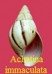 Achatina immaculata, Lamark 1822