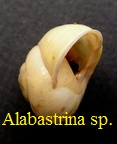 Alabastrina (Helicidae) sp.