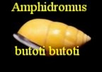 Amphidromus (Camaenidae) butoti butoti, laldlaw & Salem 1961