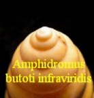 Amphidromus (Camaenidae) butoti infraviridis, Von Martens 1867