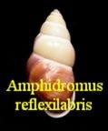 Amphidromus (Camaenidae) reflexilabris, Schepman 1892