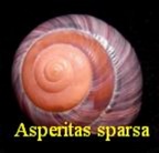 Asperitas (Dayakiidae) sparsa (Mousson, 1849)