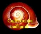 Calocochlia (Bradybaenidae) cailliaudi, Deshayes 1839