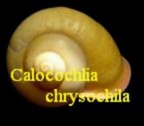 Helicostyla (Bradybaenidae) chrysocheila, Sowerby 1841