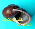 Calocochlia (Bradybaenidae) cryptica, Broderip 1841
