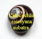 Calocochlia (Bradybaenidae) roissyana subatra, Pilsbry 1892
