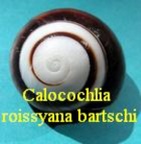Calocochlia roissyana bartschi, Clench & Archer 1932