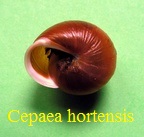 Cepaea (Cepaea) hortensis, Muller 1774