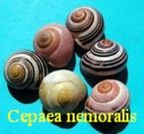 Cepaea nemoralis, Linné 1758
