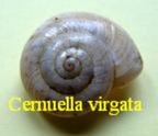 Cernuella virgata, da Costa 1778 