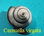 Cernuella virgata, da Costa 1778
