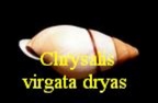 Chrysallis (Bradybaenidae) virgata dryas, Broderip 1839
