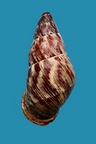 Chrysallis nigriceps, Bartsch 1932