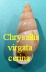 Chrysallis (Bradybaenidae) virgata cerina, Bartsch 1932