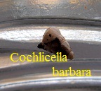 Cochlicella barbara, Linné 1758