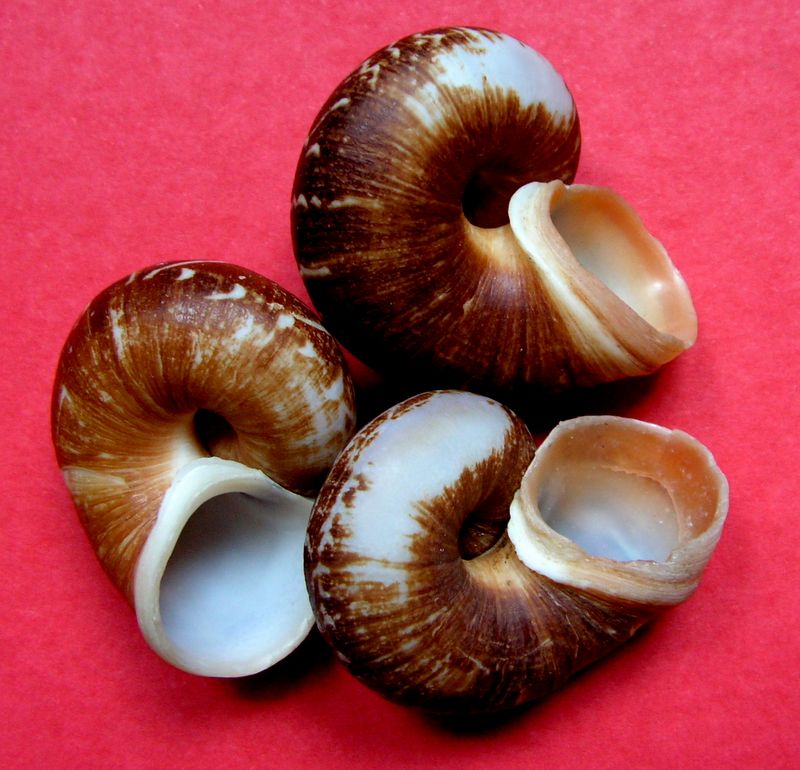 Cyclophorus rafflesi rafflesi (Broderip & Sowerby, 1829) Cycllin11