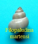 Filopaludina martensi, Frauenfeld 1865