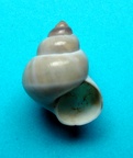 Filopaludina martensi, Frauenfeld 1865