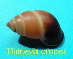 Hainesia crocea, Sowerby 1847