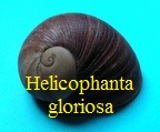 Helicophanta gloriosa, Petit 1844