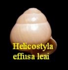 Helicostyla (Bradybaenidae) effusa leai, Pfeiffer 1842