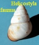 Helicostyla (Bradybaenidae) faunus, Broderip 1841