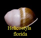Helicostyla (Bradybaenidae) florida, Sowerby 1841