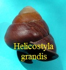 Helicostyla (Bradybaenidae) grandis, Pfeiffer 1845