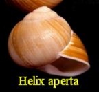 Helix aperta (Born, 1778)