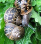 Helix aspersa Guiscriff
