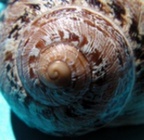 Helix aspersa aspersa (Mueller 1774) 