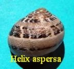 Helix aspersa aspersa (Mueller 1774) 