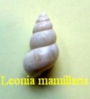 Leonia mamillaris, Lamarck 1822