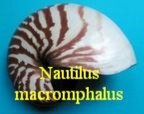 Nautilus macromphalus, Sowerby 1849