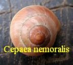 Cepaea nemoralis