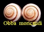 Obba (Camaenidae) moricandi, Pfeiffer 1842