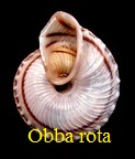 Obba (Camaenidae) rota, Broderip 1841