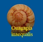 Ouagapia inaequalis, Pfeiffer 1854