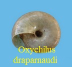 Oxychilus draparnaudi, Beck 1837
