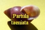 Partula taeniata, Moerch 1850