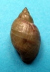 Physella (Costatella) acuta, Draparnaud 1805