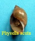 Physella (Costatella) acuta, Draparnaud 1805