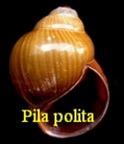 Pila polita (Deshayes,1830)