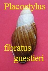 Placostylus fibratus guestieri, Gassies 1869