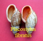 Placostylus fibratus intermédiaire