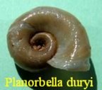 Planorbella duryi (Wetherby 1879)