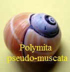 Polymita picta fuscolimbata var. pseudo-muscata, Torre 1950